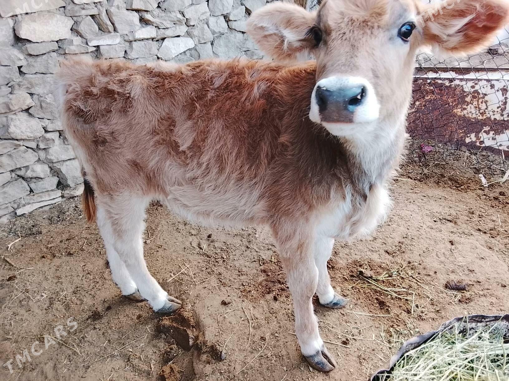 goleli sygyr - Gyzylarbat - img 1