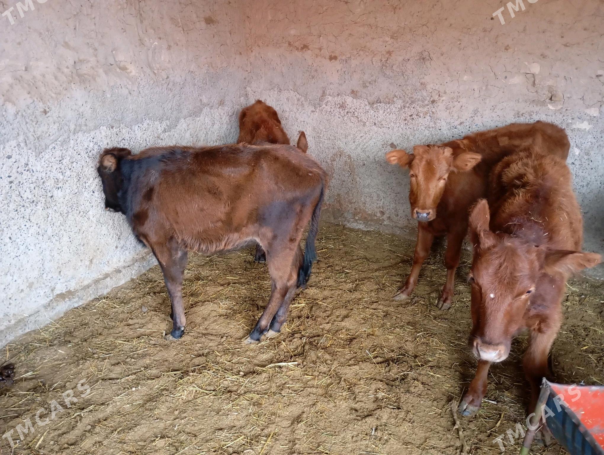 goller - Mary - img 3