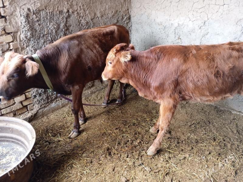 goller - Mary - img 6