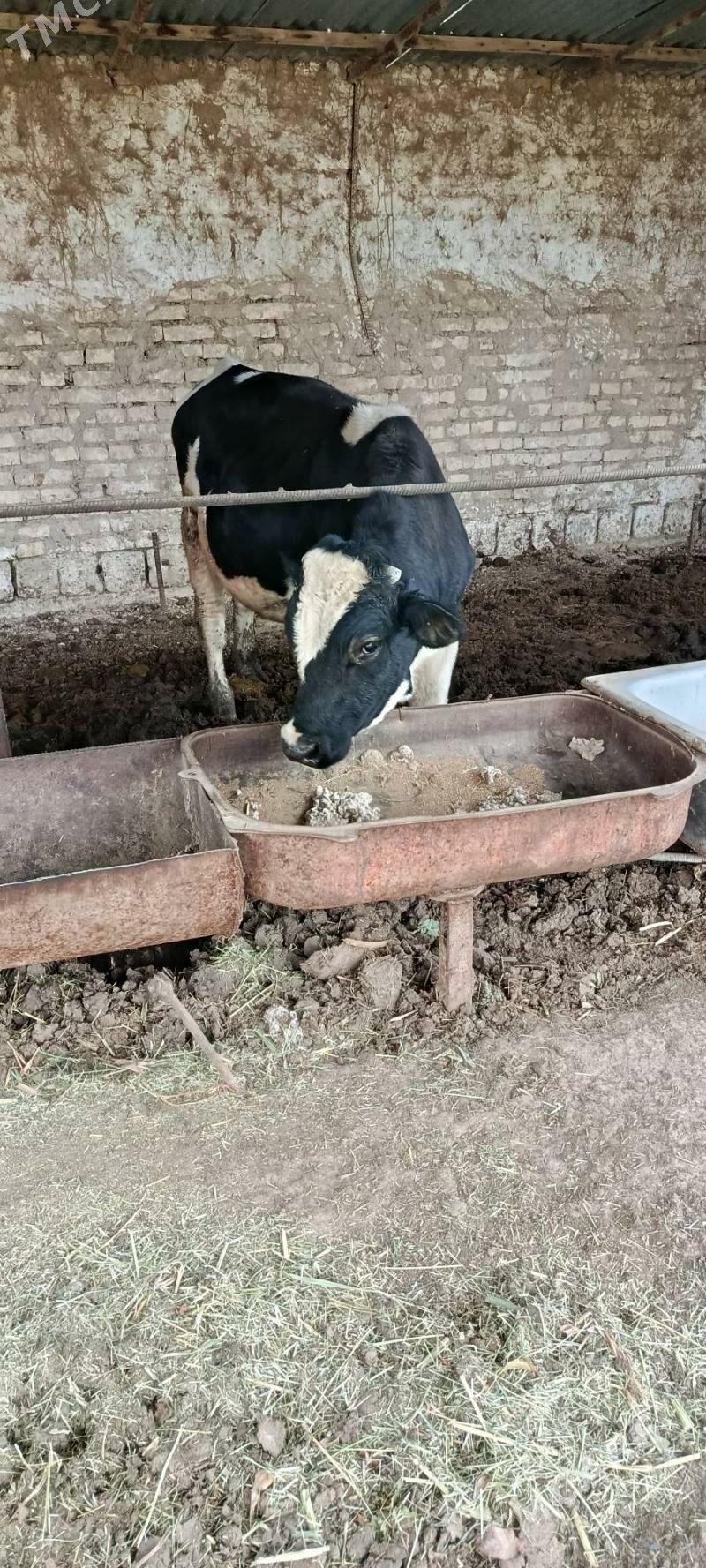 Galisdeýşin öküz - Murgap - img 3