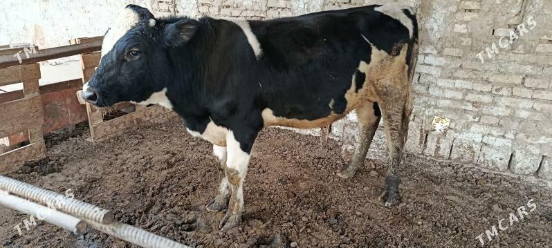 Galisdeýşin öküz - Murgap - img 2