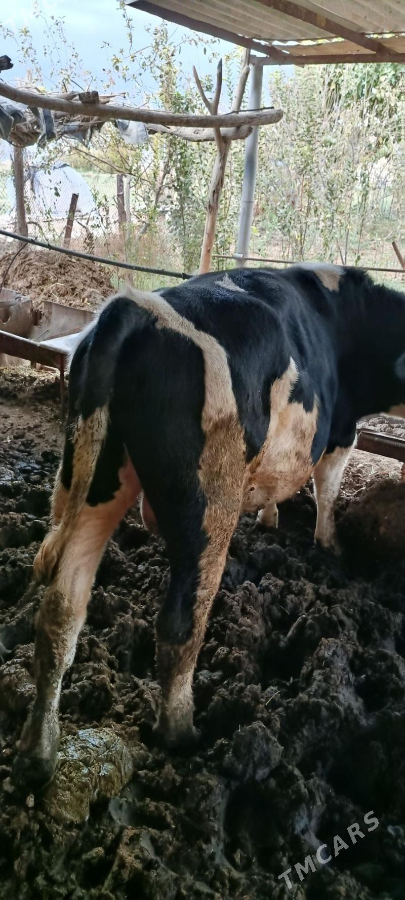 Galisdeýşin öküz - Murgap - img 4