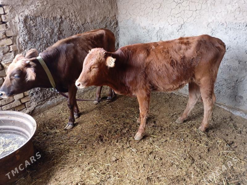 goller - Mary - img 8