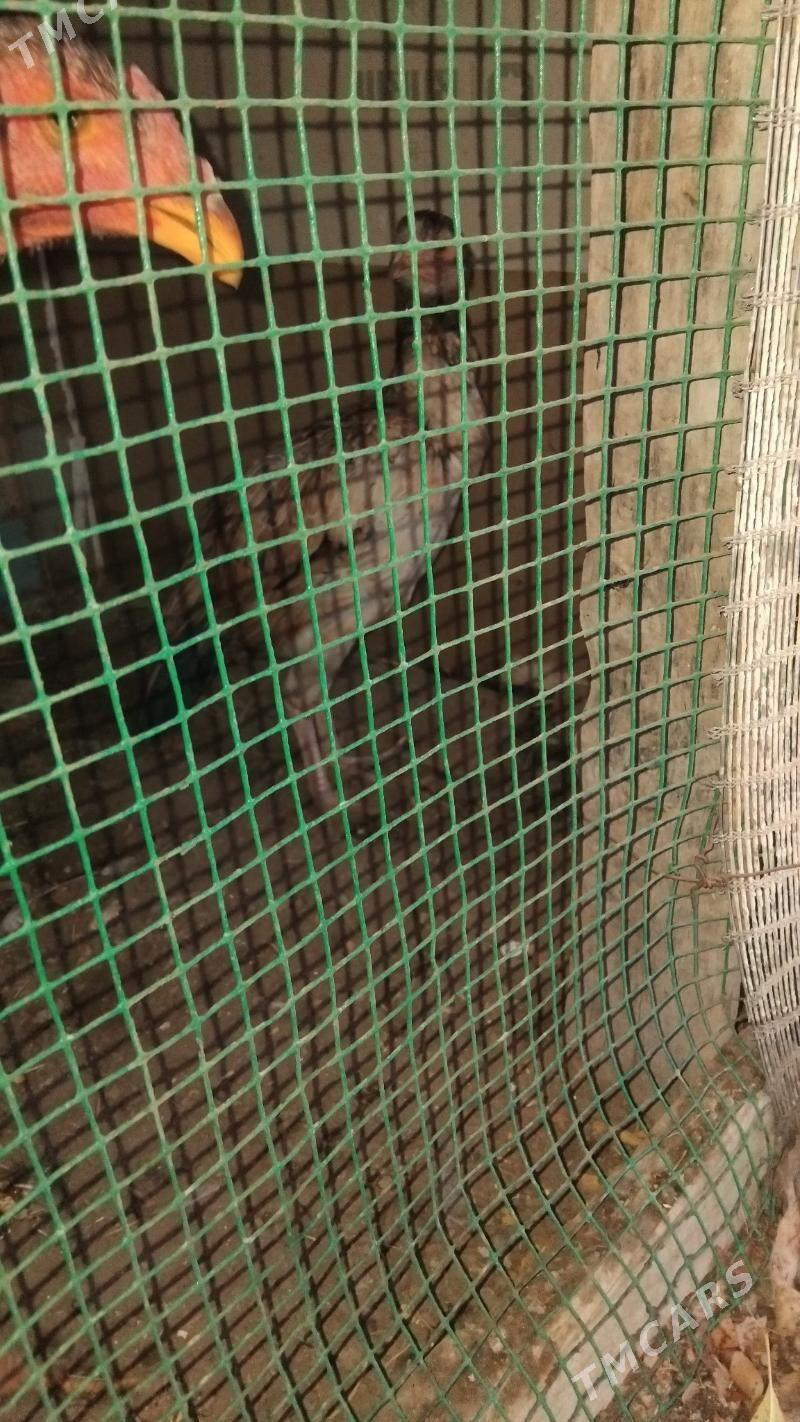 horaz - Саят - img 3