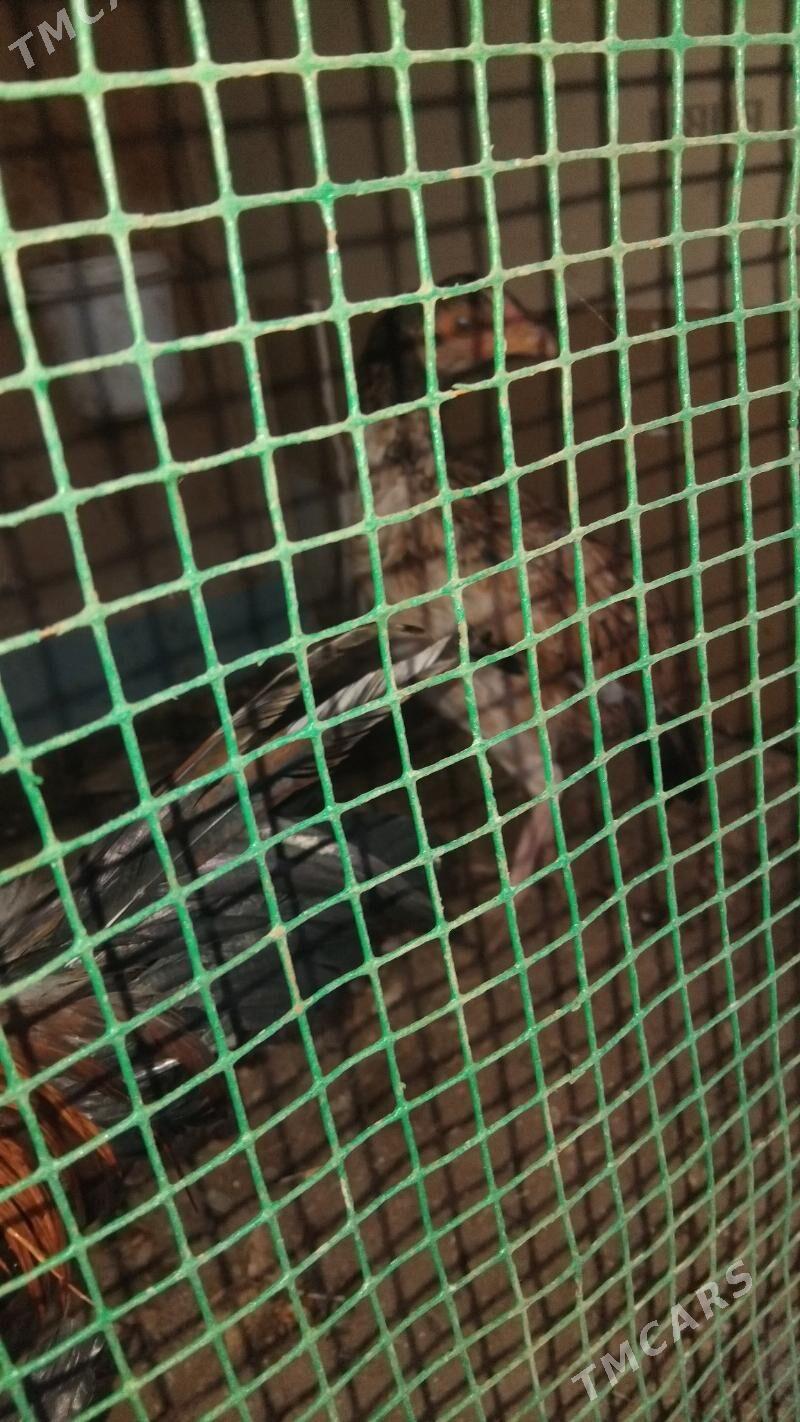 horaz - Саят - img 4