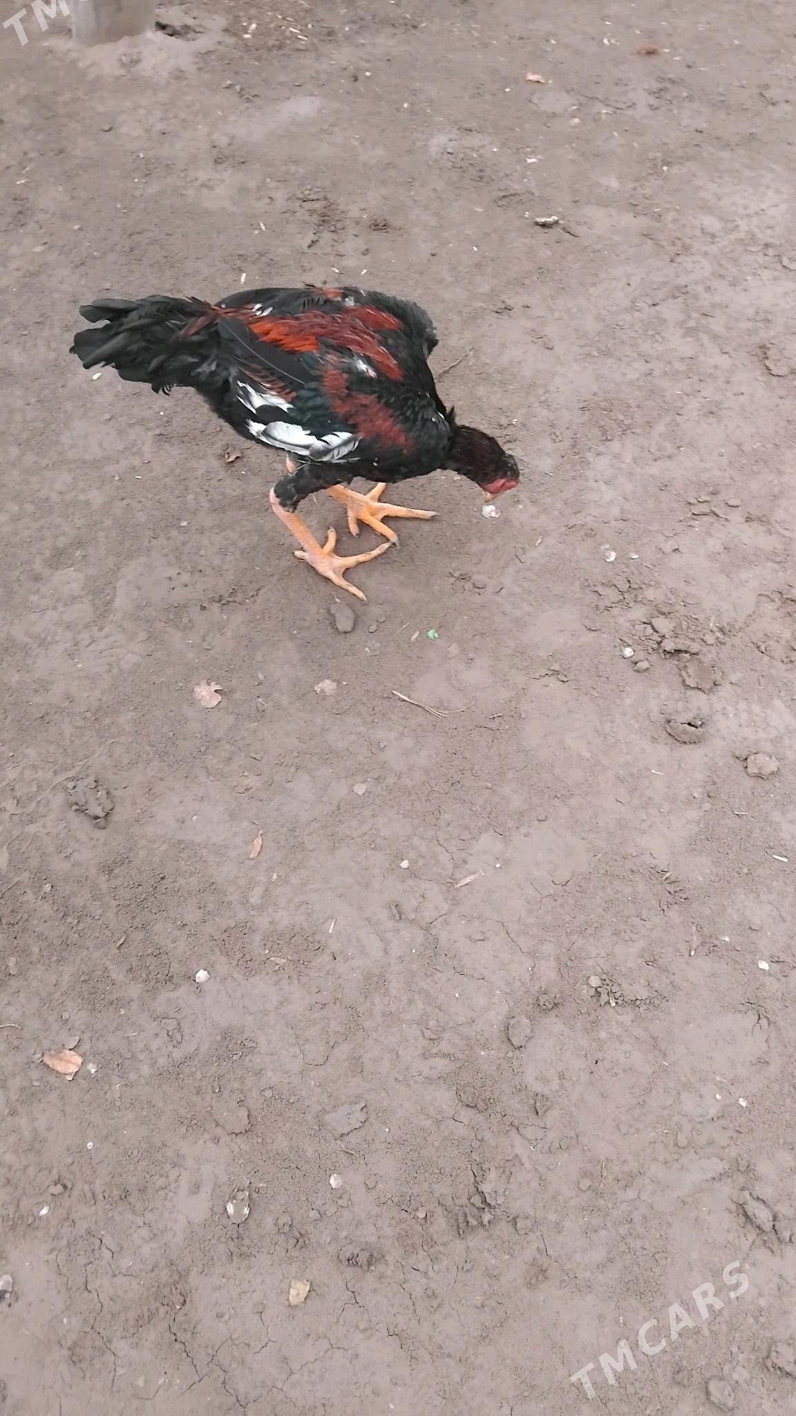 horaz - Саят - img 1