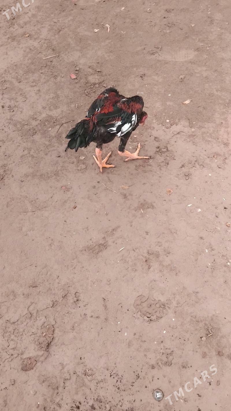 horaz - Саят - img 2