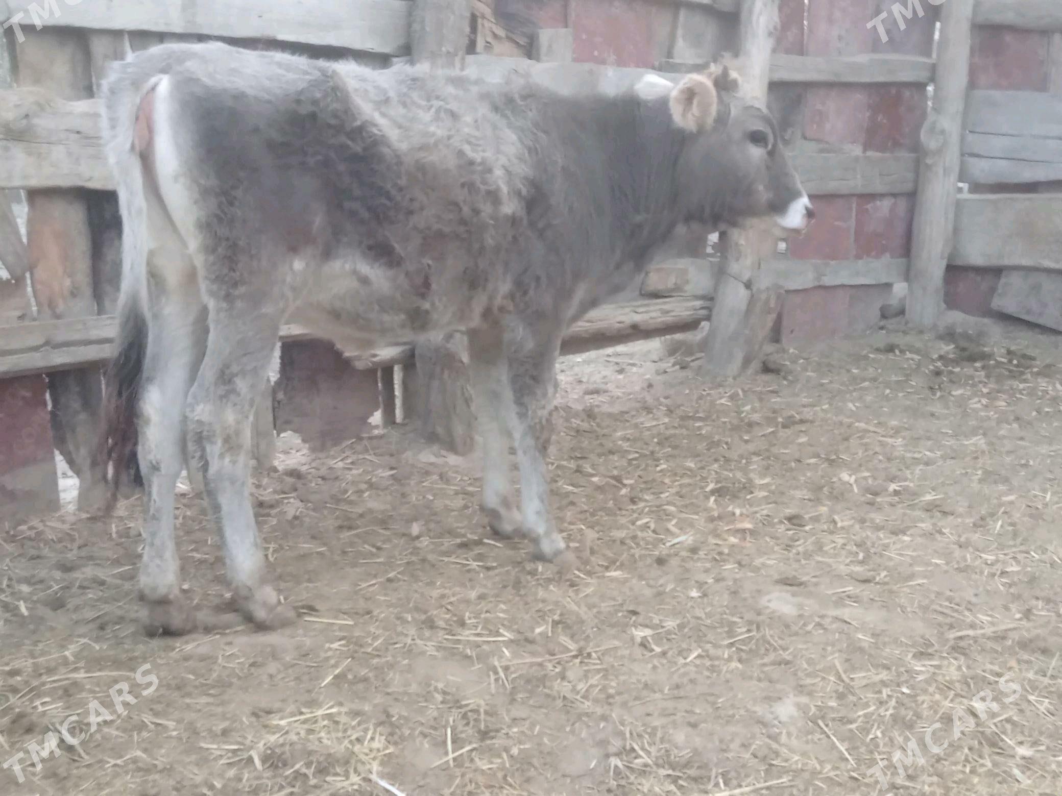 tuwe 2sany - Bäherden - img 1