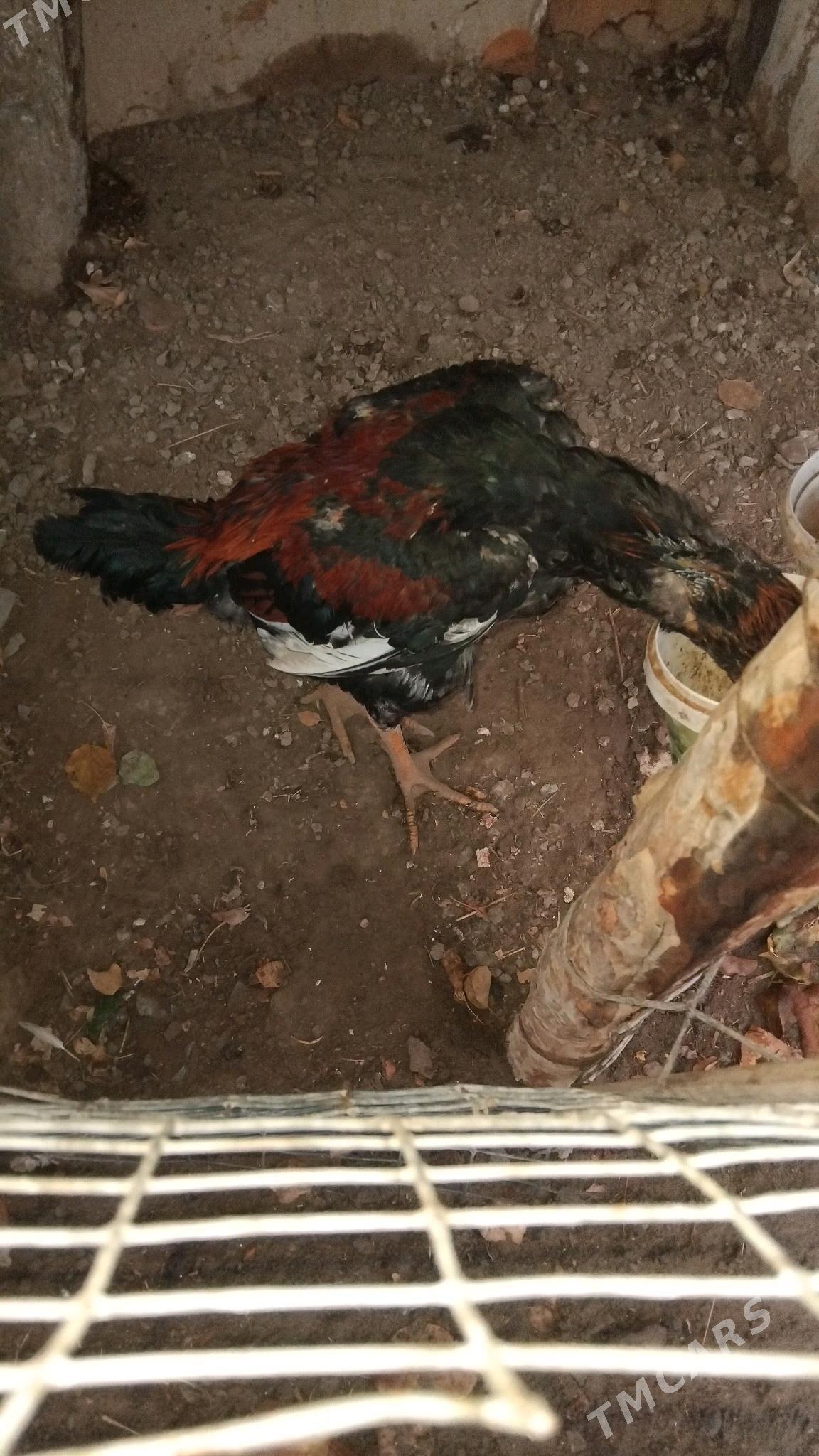 horaz - Саят - img 3