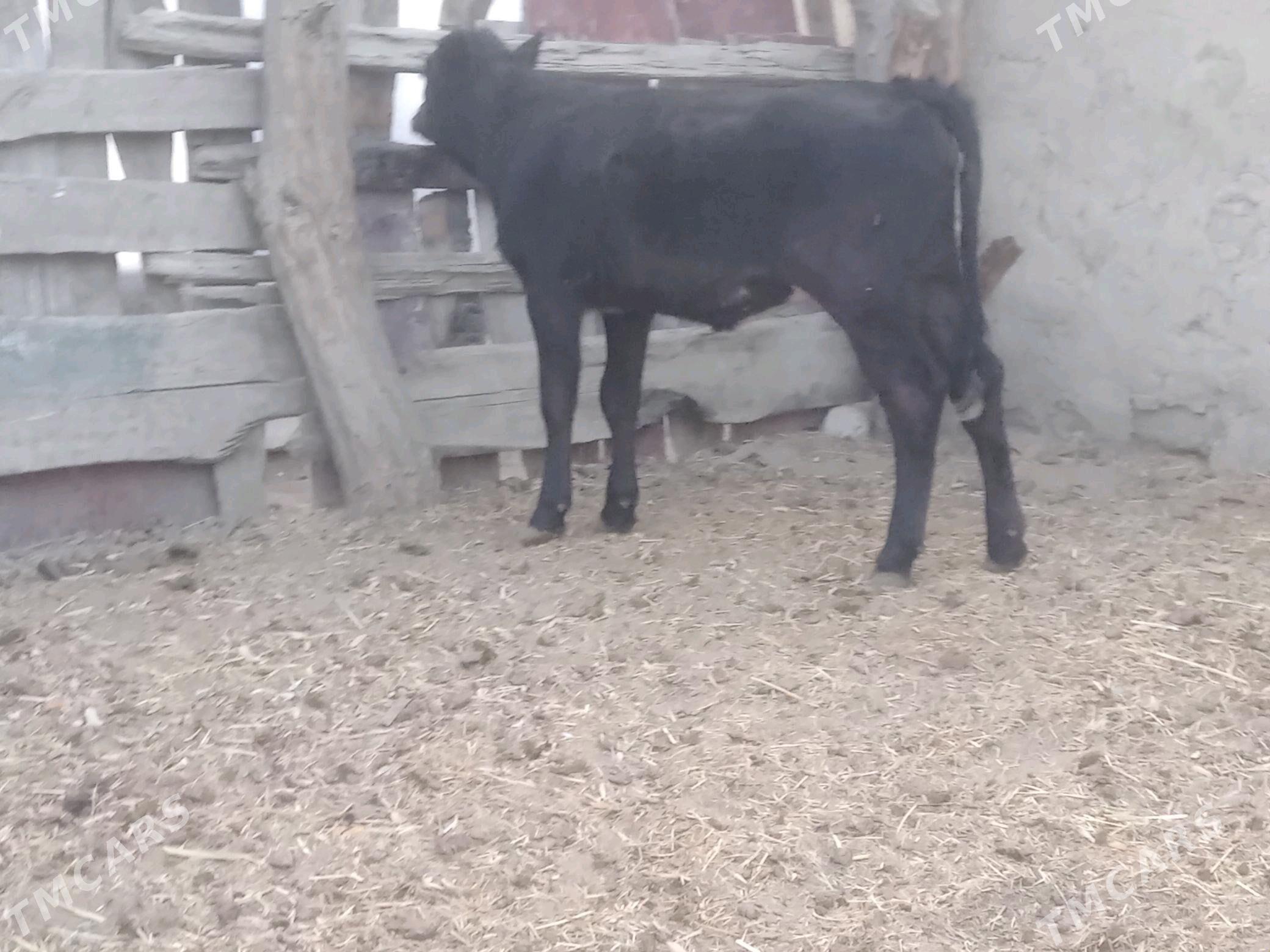 tuwe 2sany - Bäherden - img 2