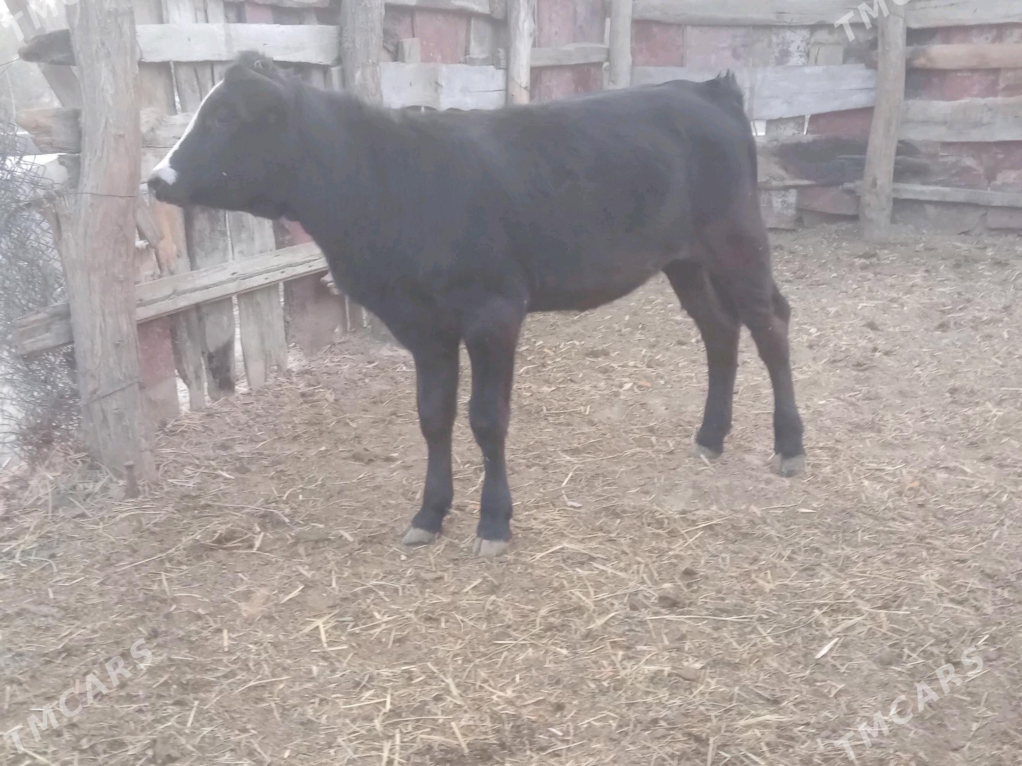 tuwe 2sany - Bäherden - img 3