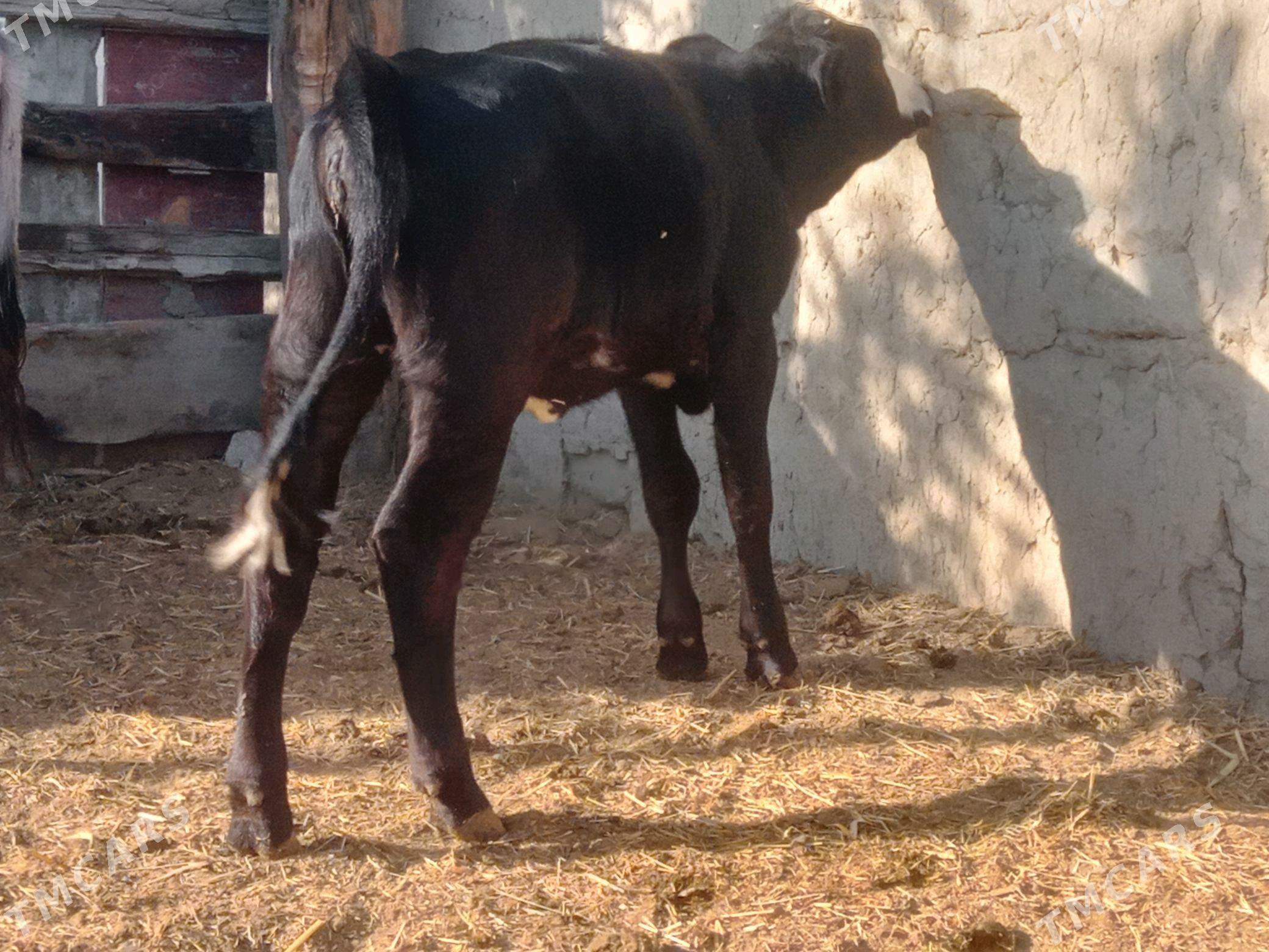 tuwe 2sany - Bäherden - img 4