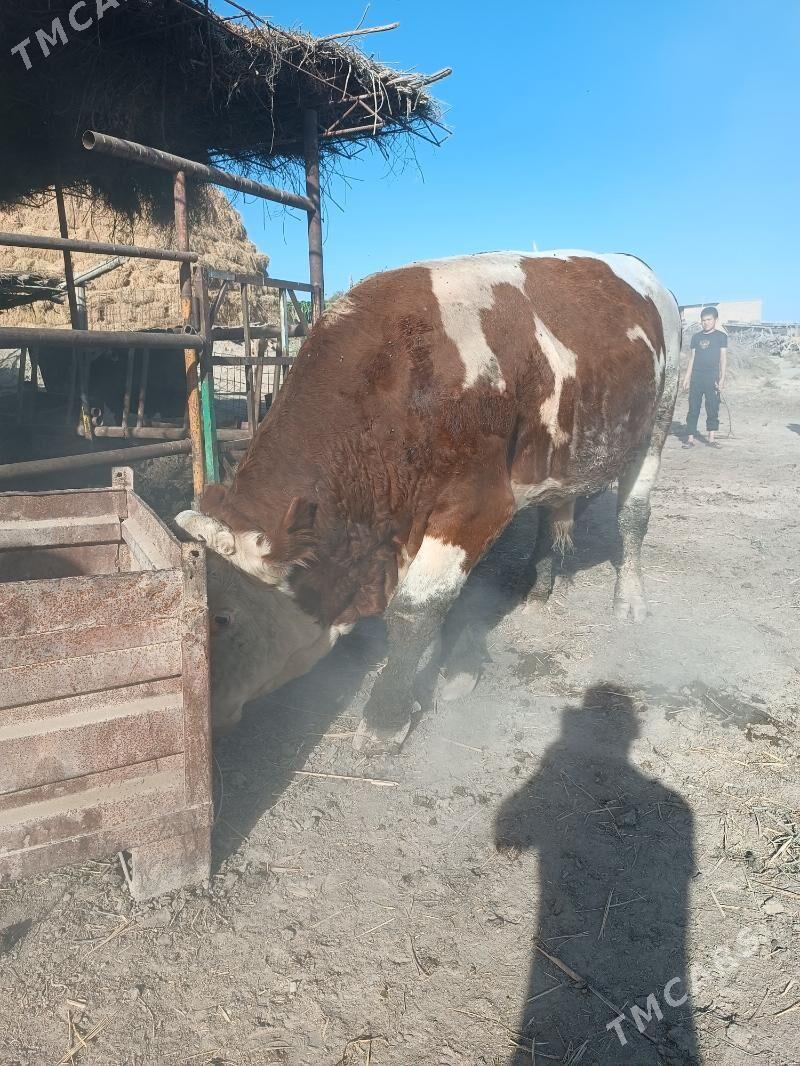 Simmental öküz - Халач - img 4