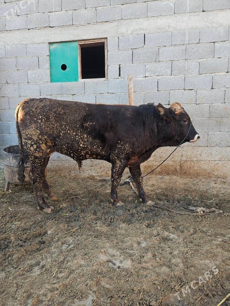 Okuz - Гёкдепе - img 4