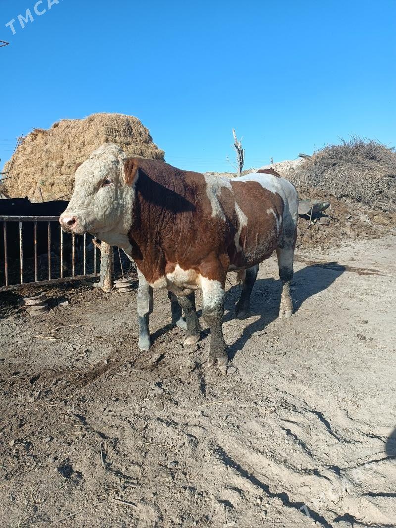 Simmental öküz - Халач - img 2