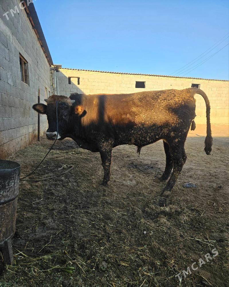 Okuz - Гёкдепе - img 2