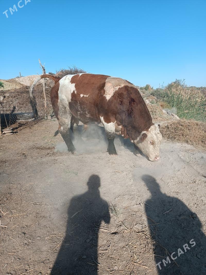 Simmental öküz - Халач - img 3