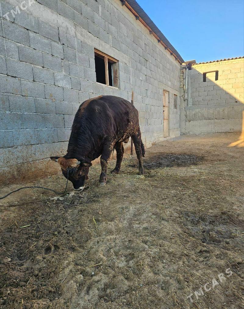 Okuz - Гёкдепе - img 3