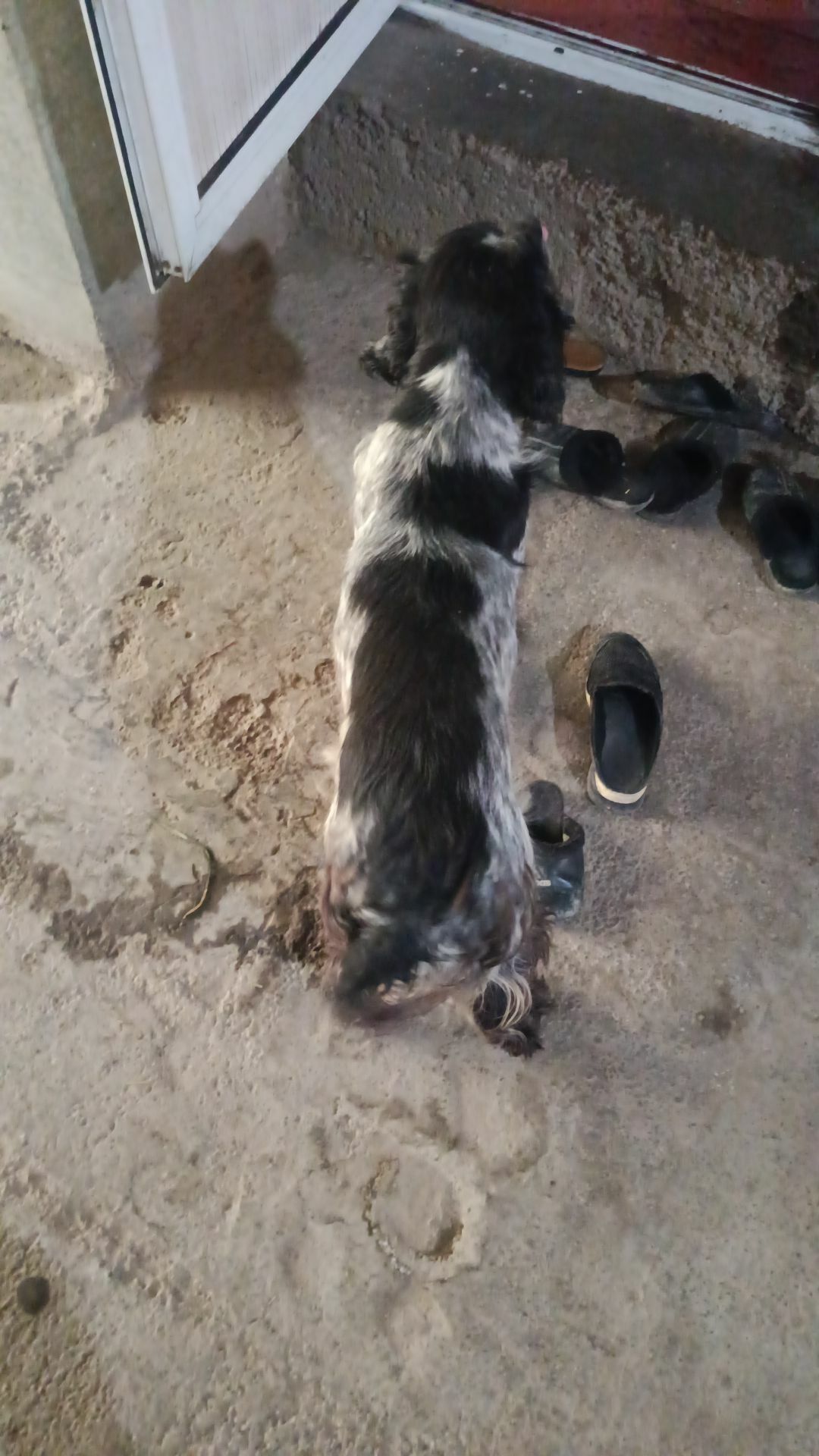 Awçy küçük - Дянев - img 2