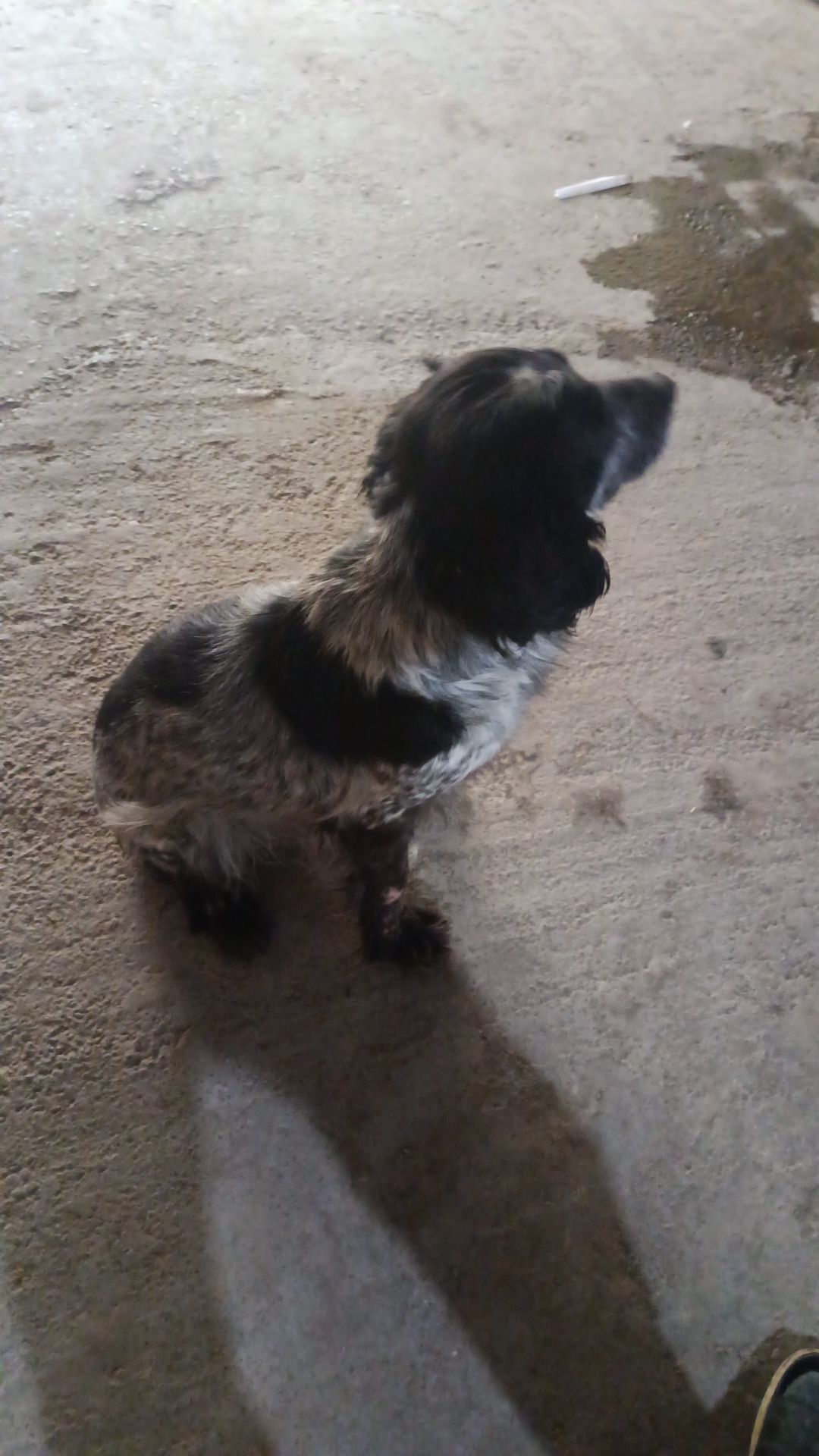 Awçy küçük - Дянев - img 1