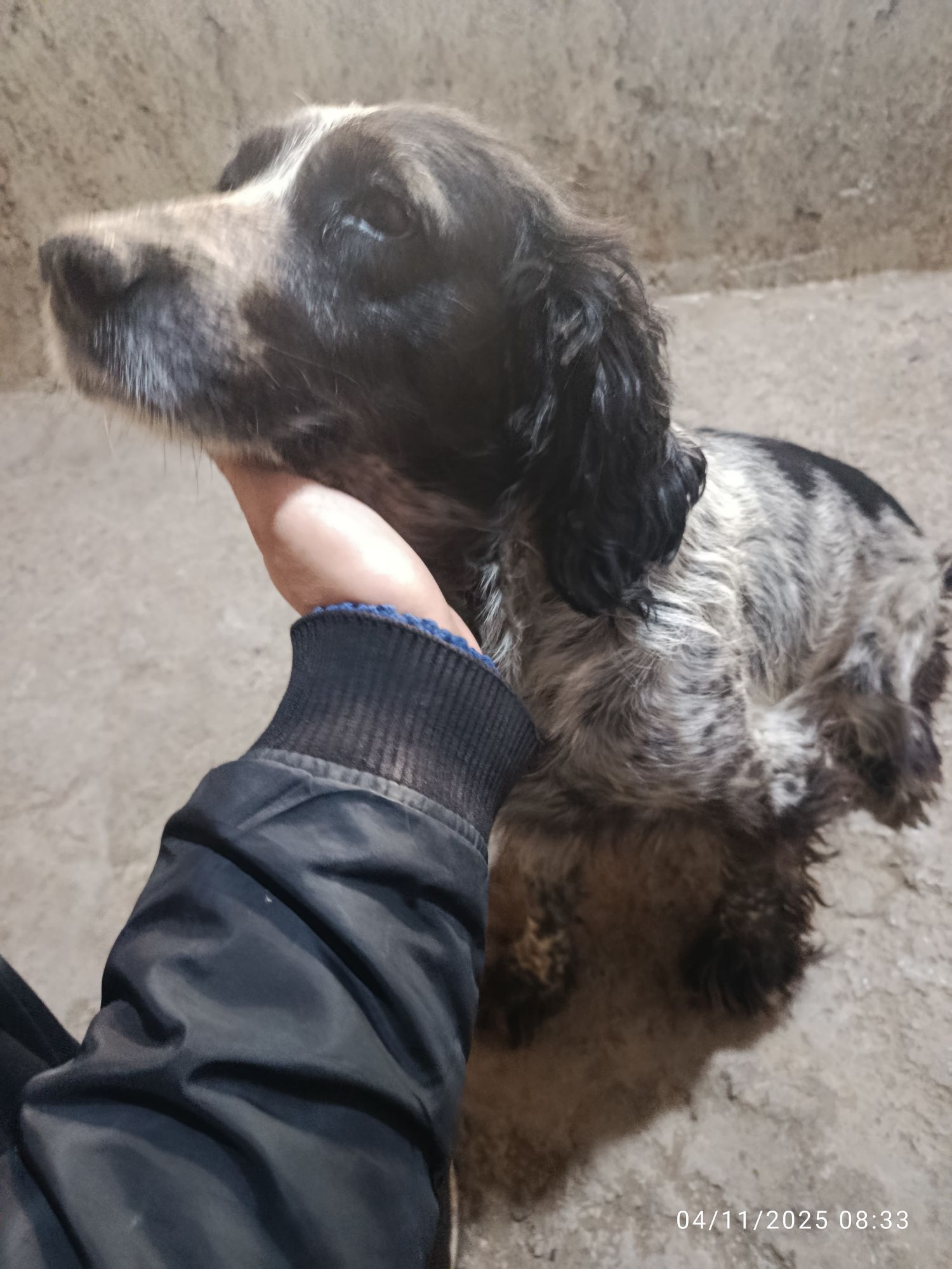 Awçy küçük - Дянев - img 3