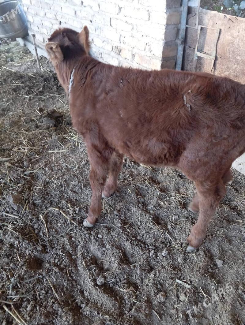 Saglyk sygyr - Чарджоу - img 4