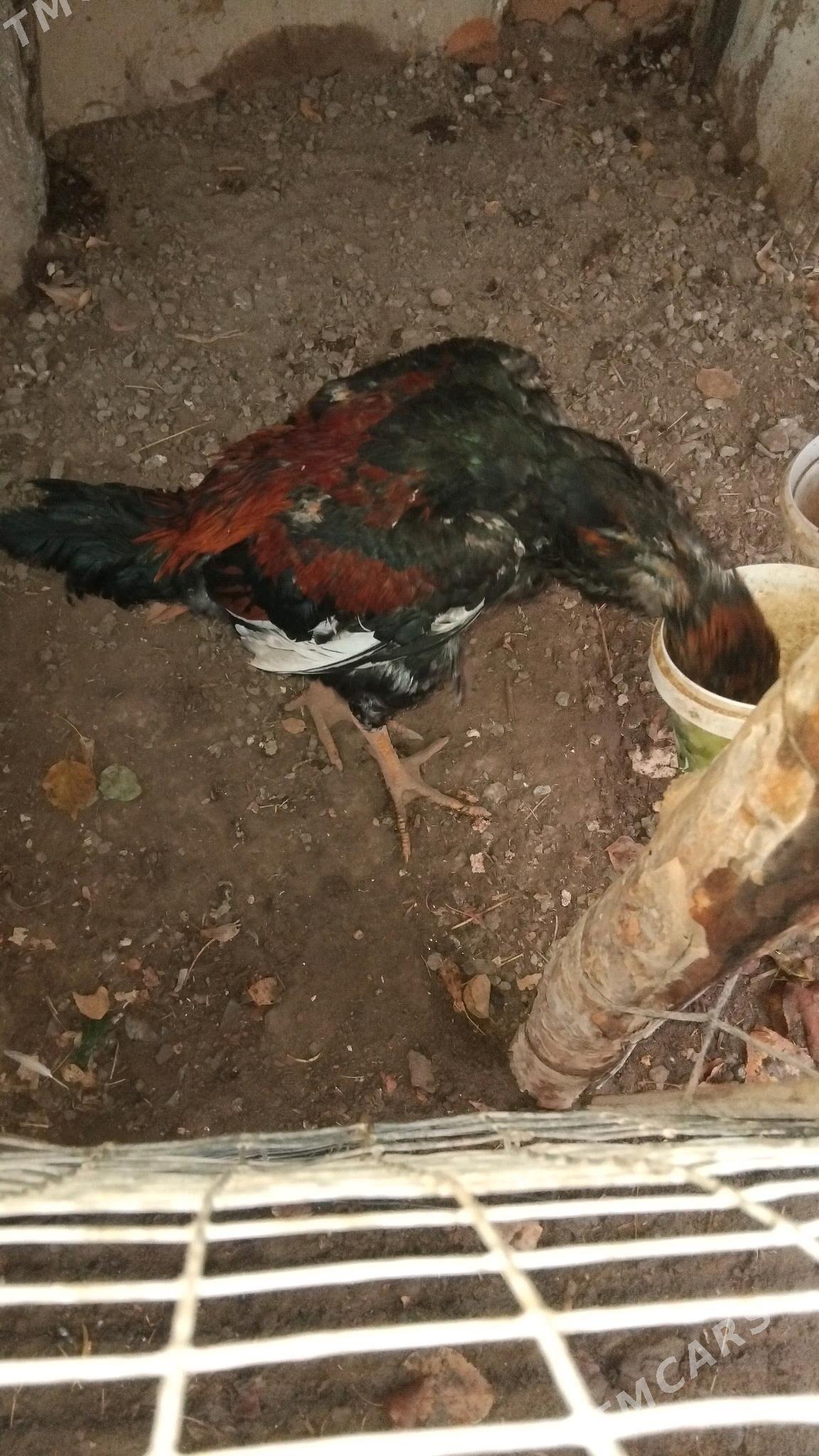 horaz - Саят - img 4