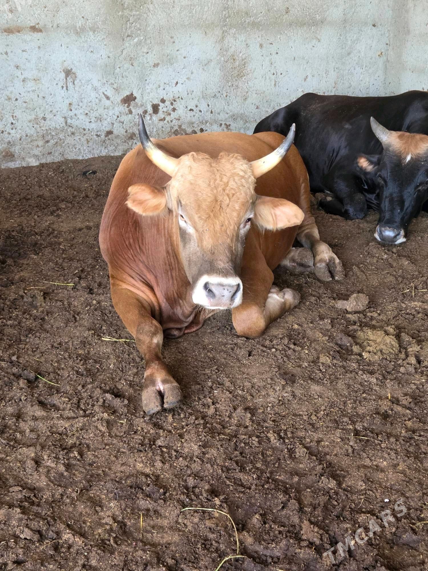 Bakylan okuz - Бузмеин - img 3