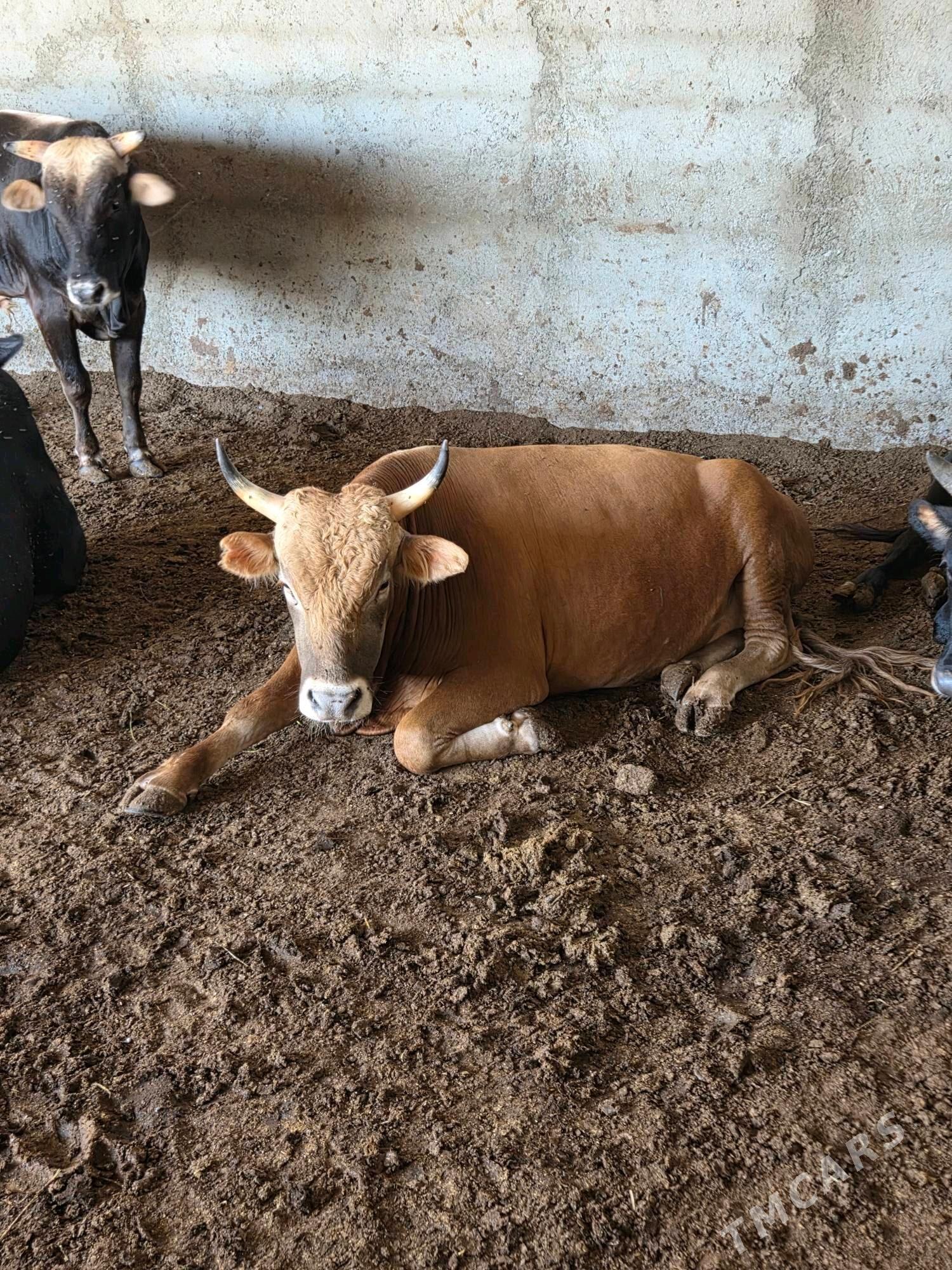 Bakylan okuz - Бузмеин - img 2