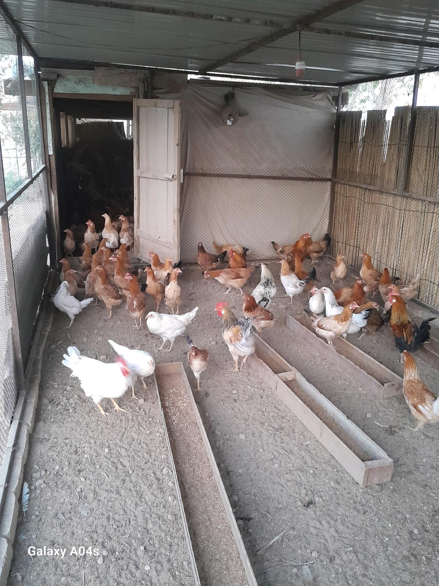 Yumurtgalyk ⁰Towuk - Oguz han - img 2