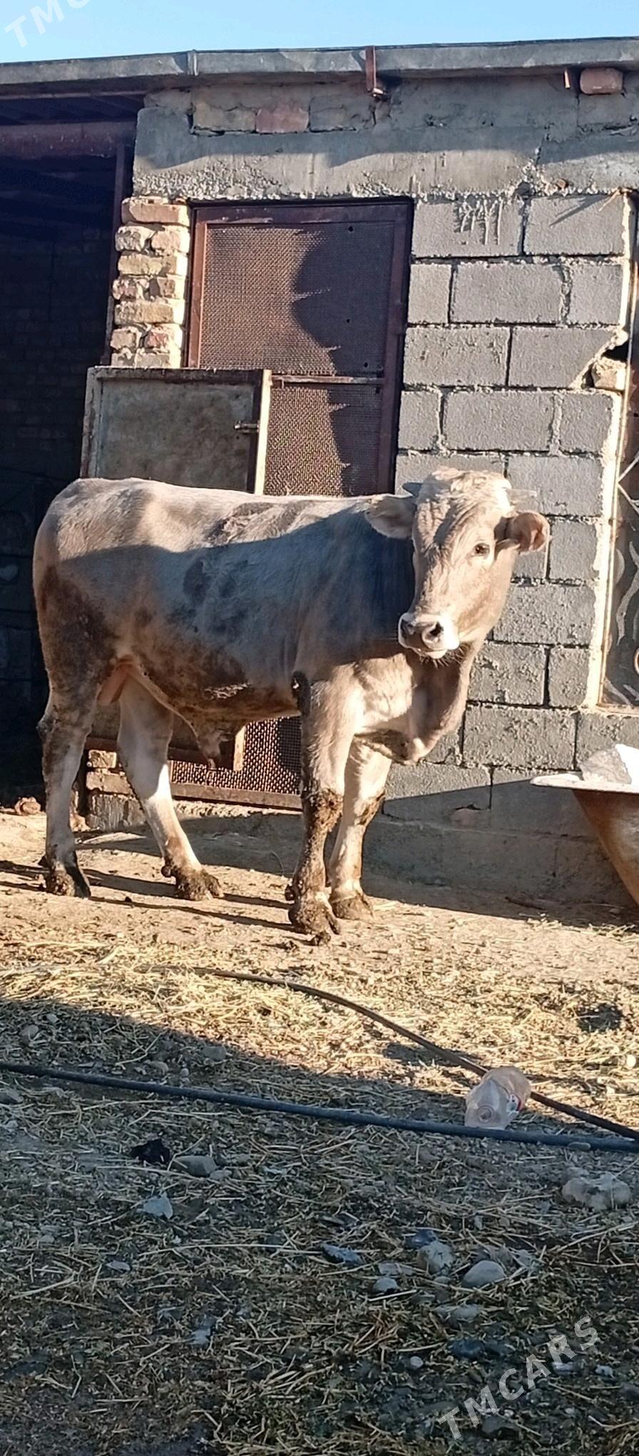 arginal şorale okuz - Bäherden - img 4