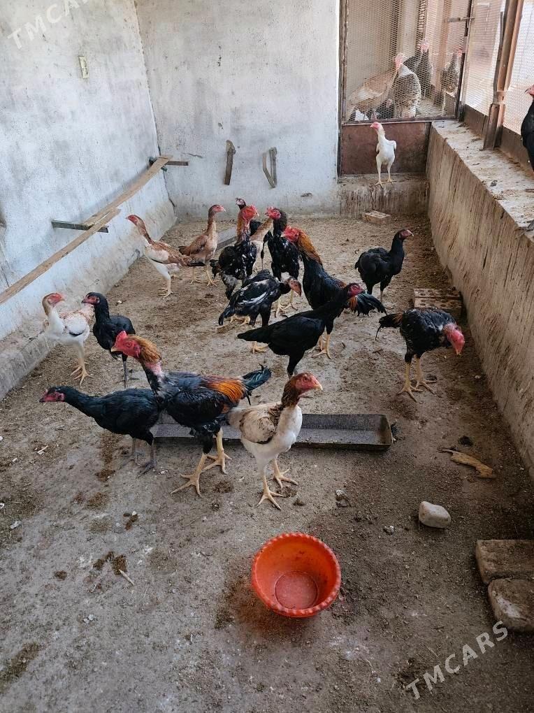 TOVUK YUMURTGA - Mary - img 4