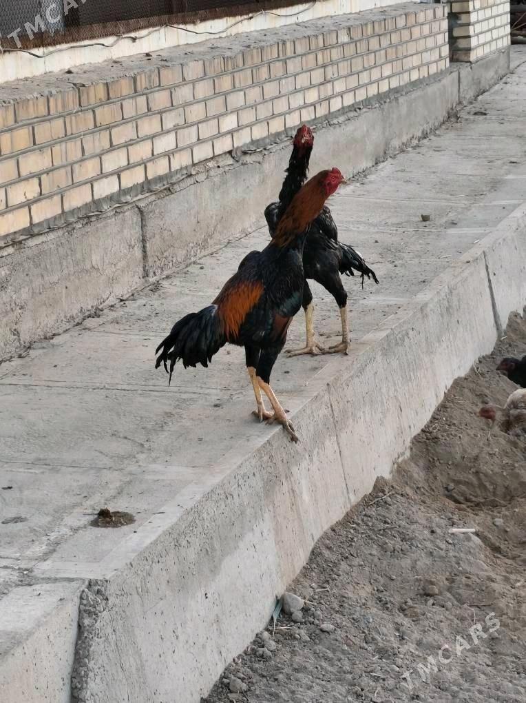 TOVUK YUMURTGA - Mary - img 6