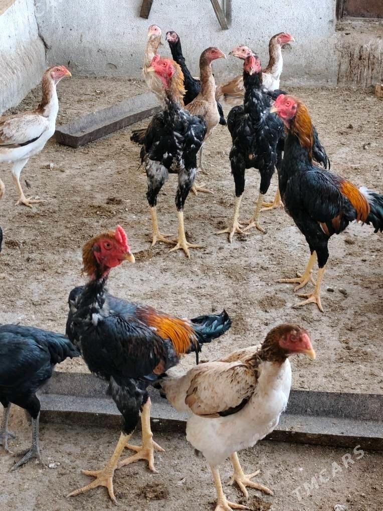 TOVUK YUMURTGA - Mary - img 2