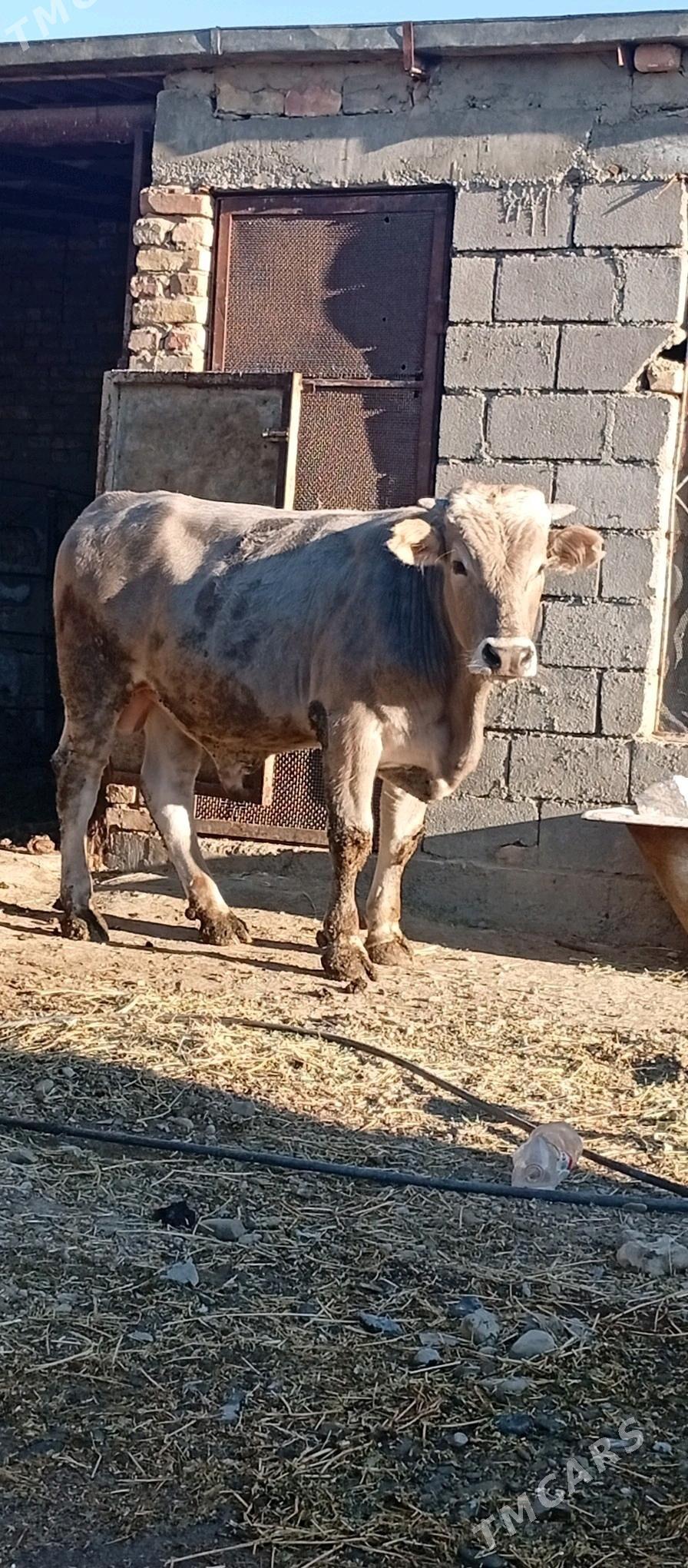 arginal şorale okuz - Bäherden - img 1