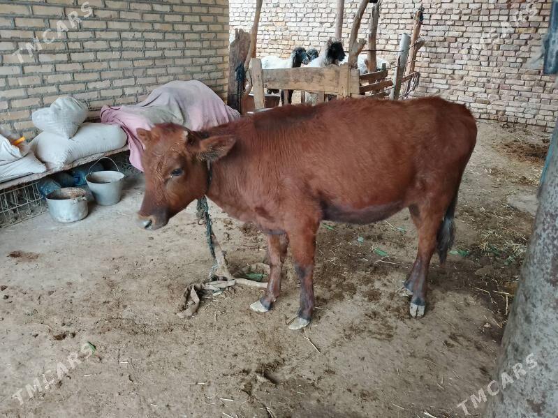 Gulajyn - Мары - img 2