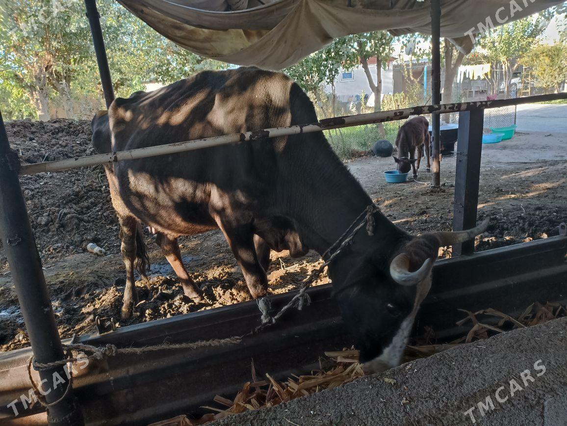 Sygyr göleli şwes - Ýaşlyk - img 2