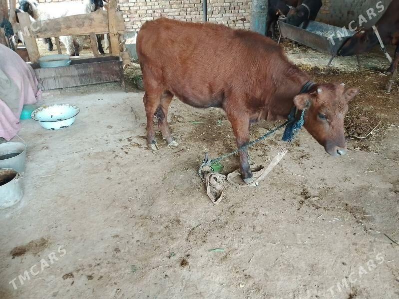 Gulajyn - Mary - img 1