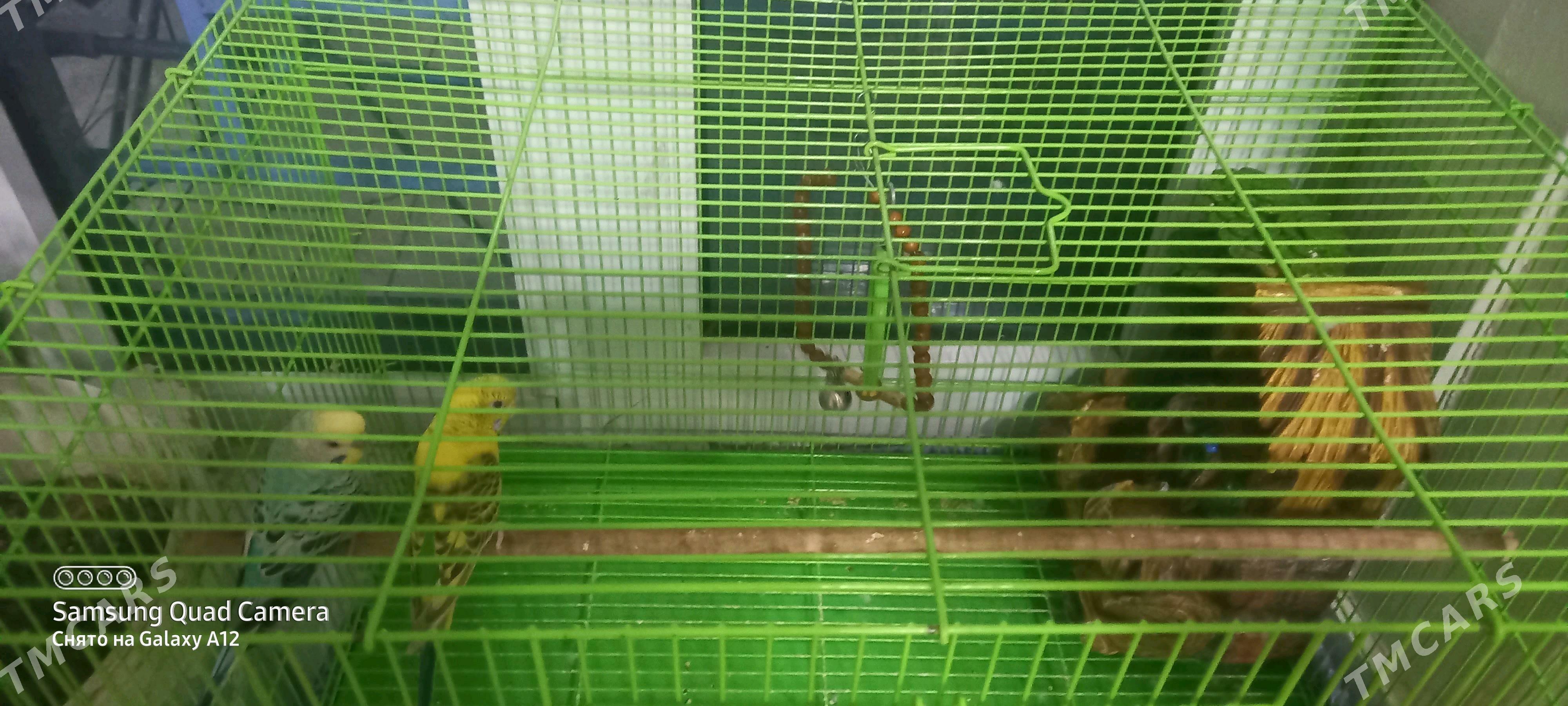 popugay - Мары - img 3