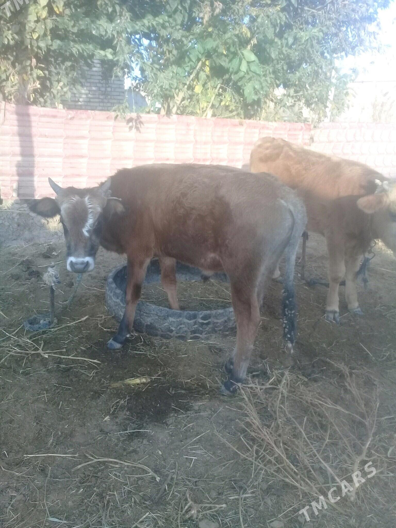 okuz - Бабадайхан - img 1