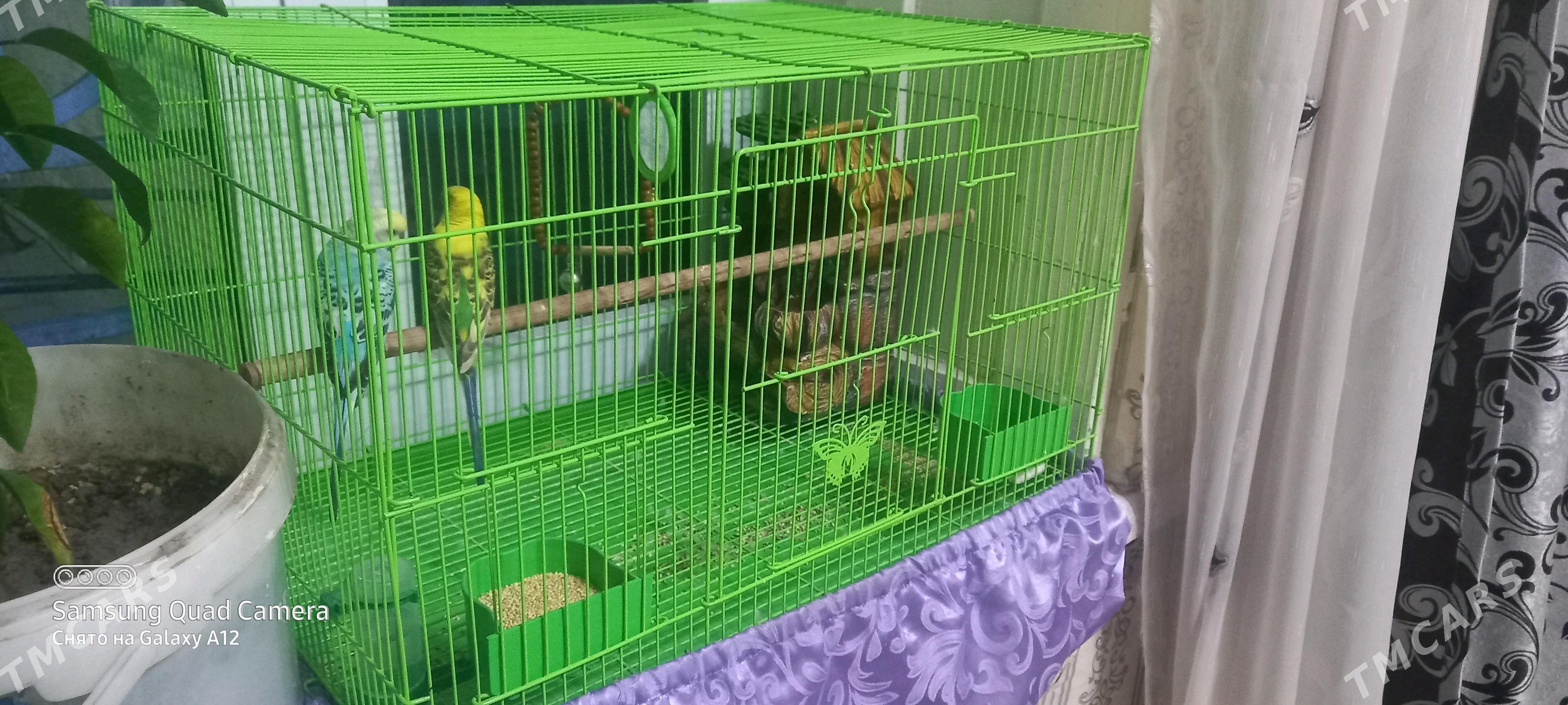 popugay - Мары - img 2