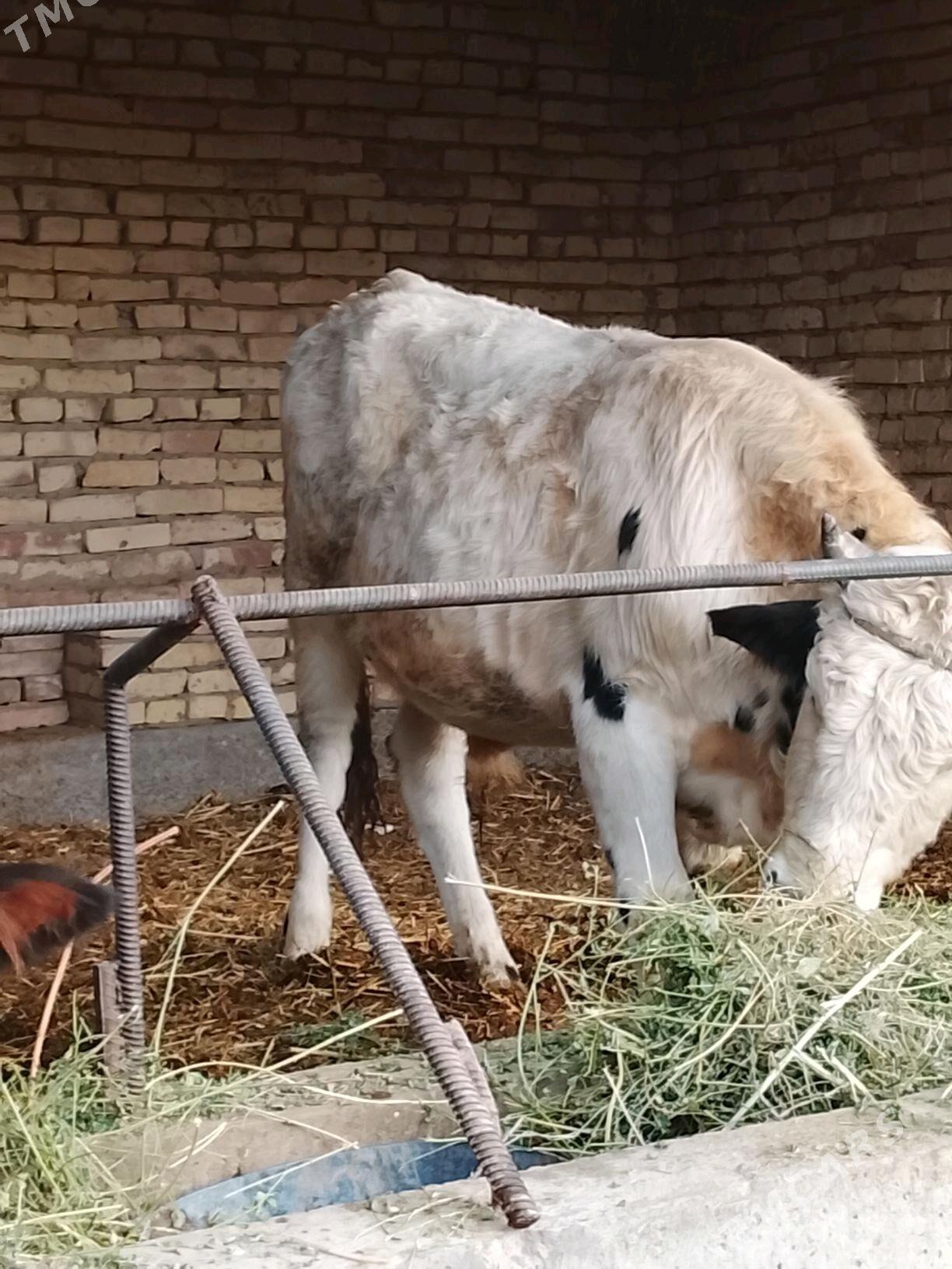 okuzler - Дянев - img 2