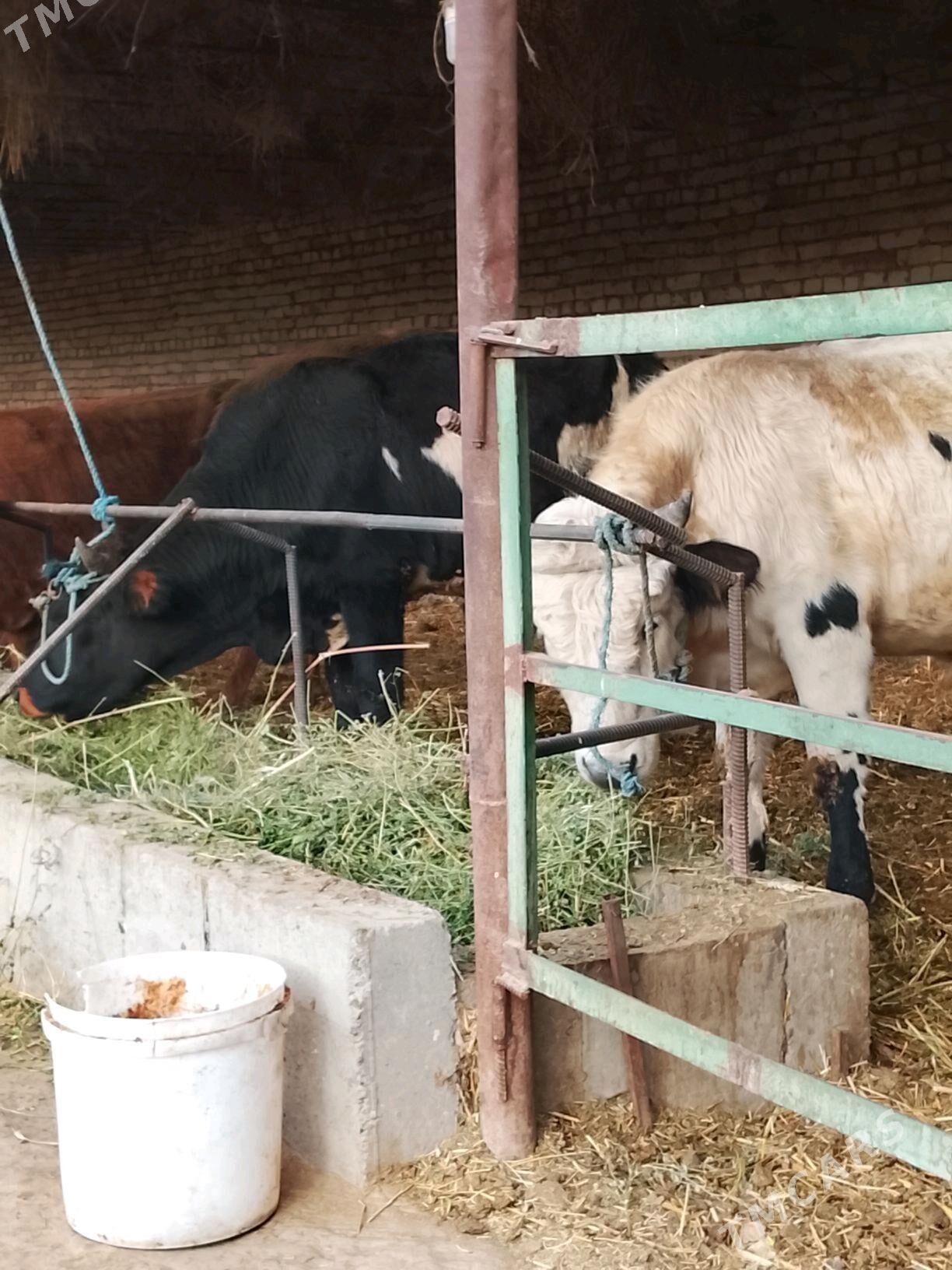 okuzler - Дянев - img 3