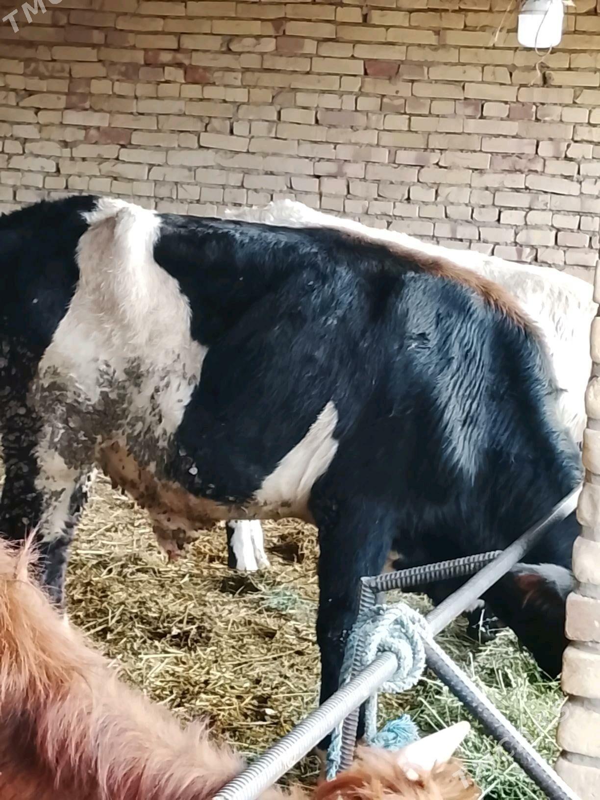 okuzler - Дянев - img 6