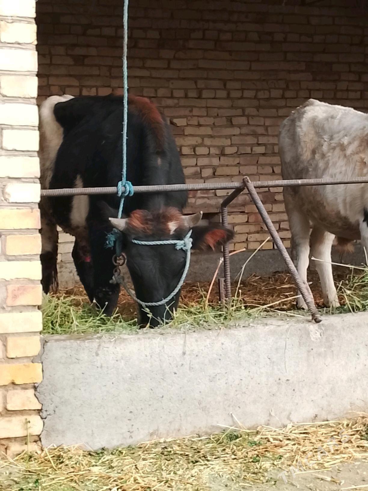 okuzler - Дянев - img 5