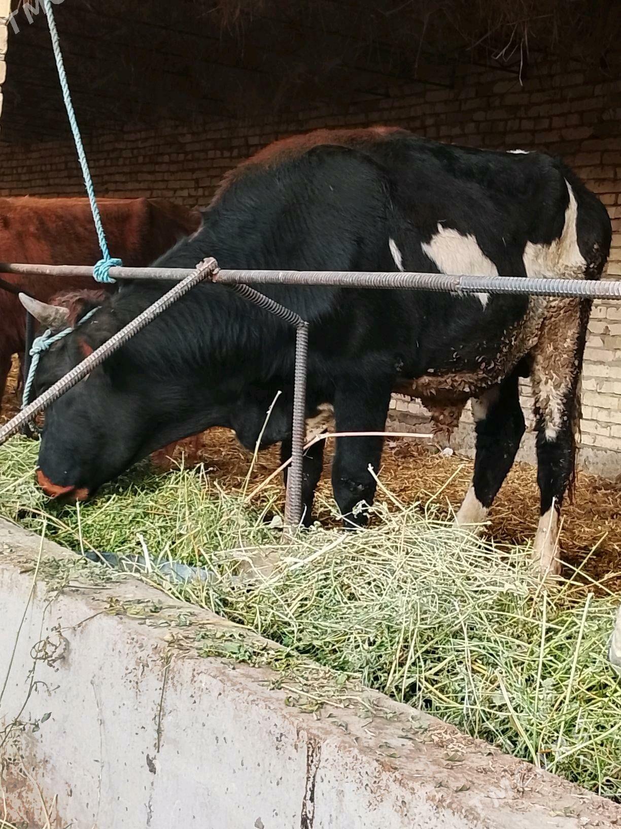 okuzler - Дянев - img 4