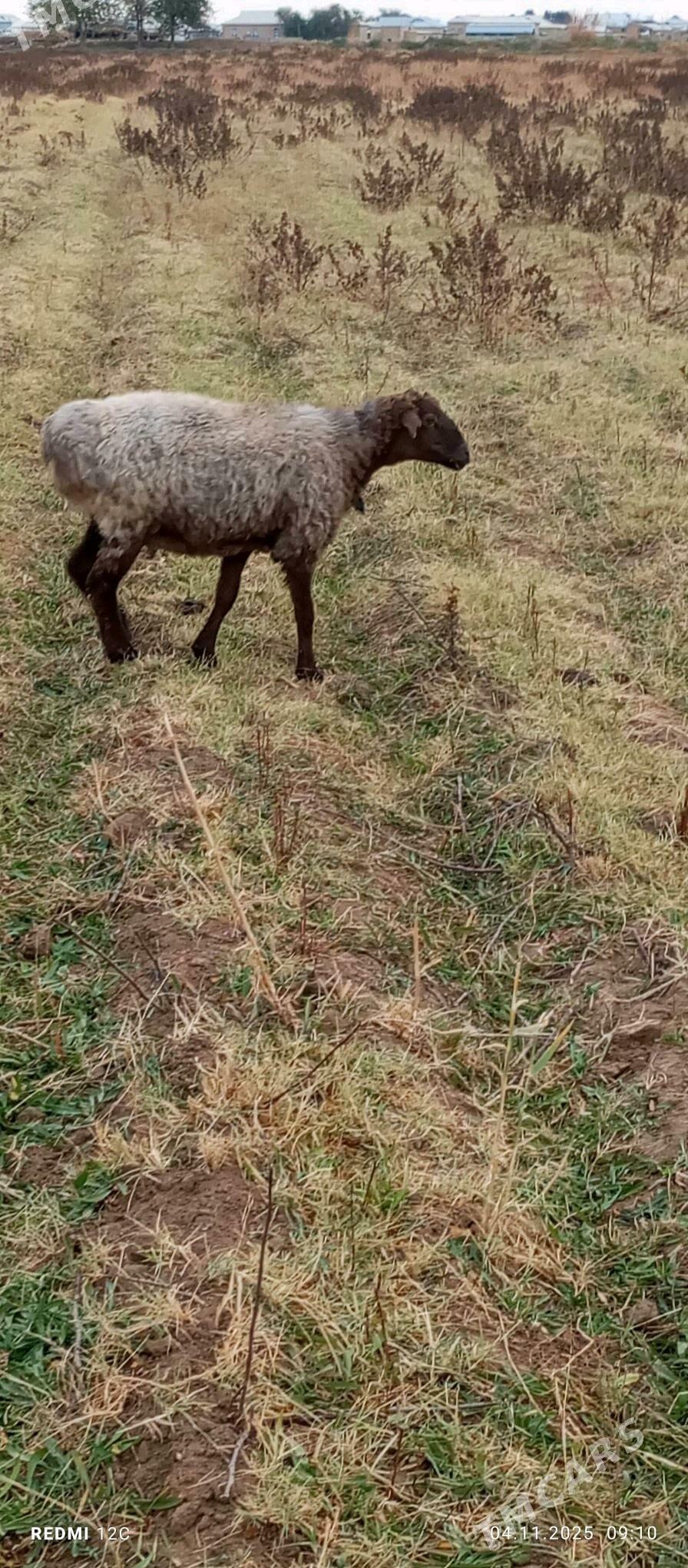 gysyr goýun - Векильбазар - img 2