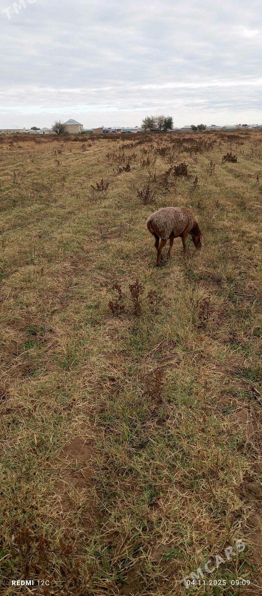 gysyr goýun - Векильбазар - img 6
