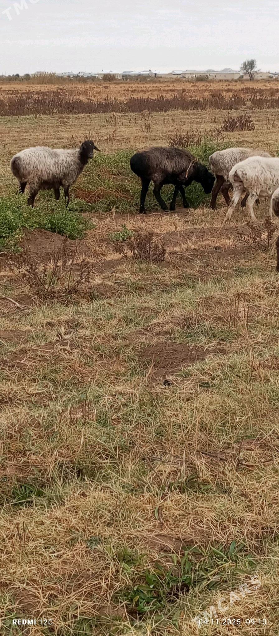 gysyr goýun - Векильбазар - img 4