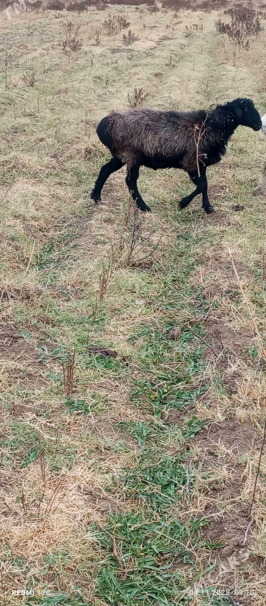 gysyr goýun - Векильбазар - img 1